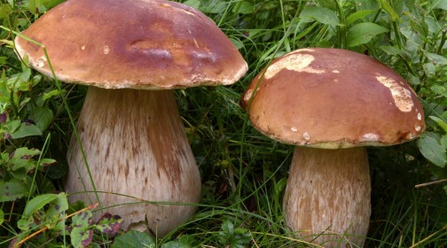 funghi-porcini